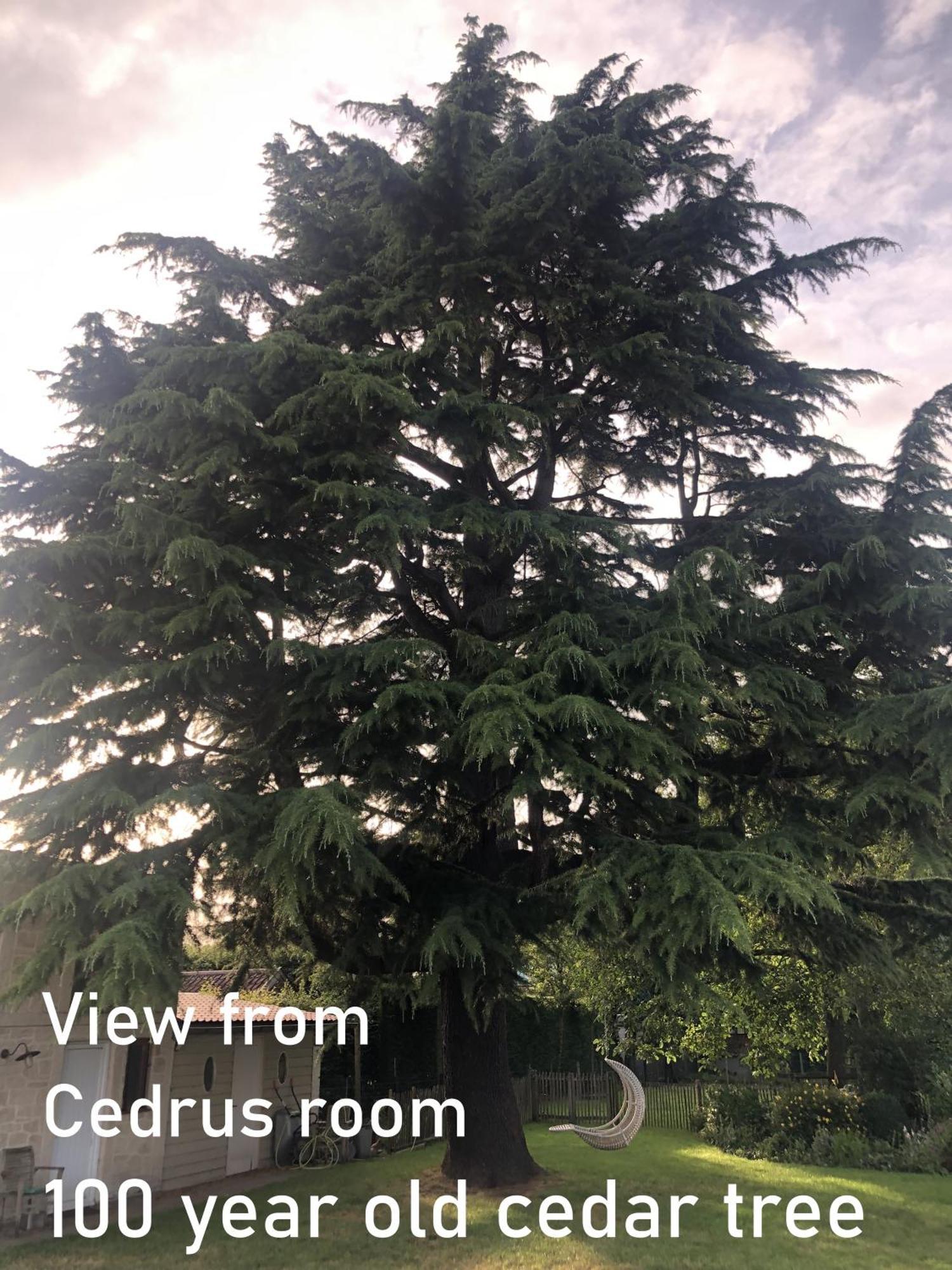 Cedrus Bed & Breakfast Jabbeke  Dış mekan fotoğraf