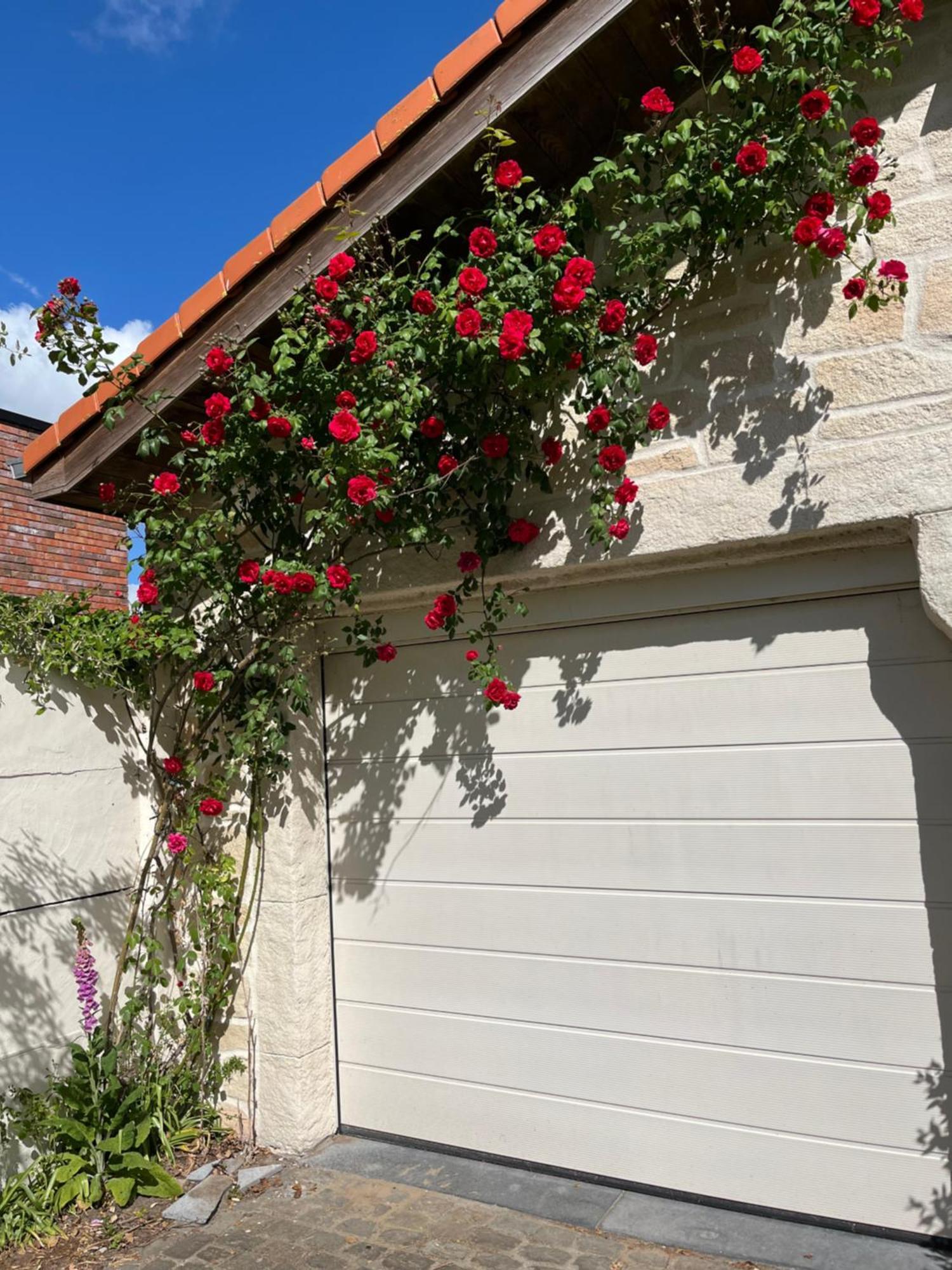 Cedrus Bed & Breakfast Jabbeke  Dış mekan fotoğraf